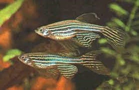 DANIO RERIO « LEOPARD » DANIO RERIO « LEOPARD »
