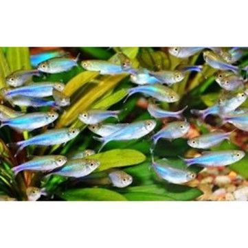 Tétra bleu de Cochu Boehlkea fredcochui Tétra bleu de Cochu Boehlkea fredcochui