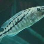 Aristochromis christyi Aristochromis christyi