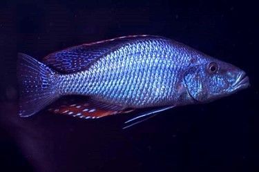 DIMIDIOCHROMIS COMPRESSICEPS DIMIDIOCHROMIS COMPRESSICEPS