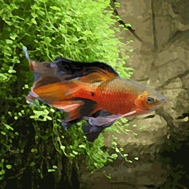 Barbus rosé Pethia (Puntius) conchonius Barbus rosé Pethia (Puntius) conchonius