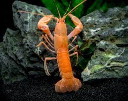 ECREVISSE CHERAX APRICOT ECREVISSE CHERAX APRICOT