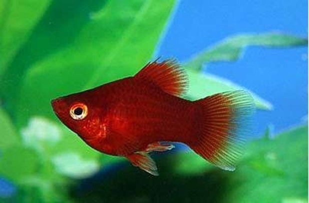 PLATY PERROQUET BLACK HAWAÏ XIPHOPHORUS VARIATUS PLATY PERROQUET BLACK HAWAÏ XIPHOPHORUS VARIATUS
