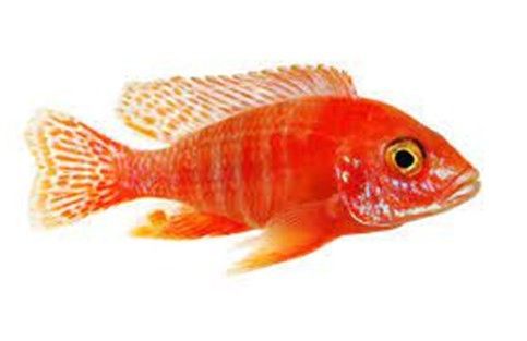 Aulonocara Hybrid sp. Strawberry Red Eyes Aulonocara Hybrid sp. Strawberry Red Eyes