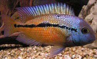 HYPSOPHRYS NICARAGUENSIS HYPSOPHRYS NICARAGUENSIS