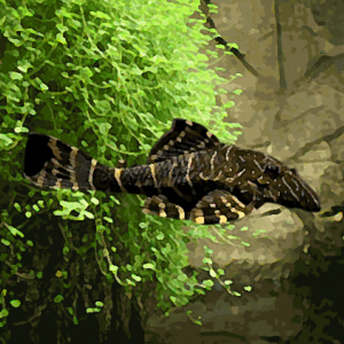 PANAQUE MACCUS LORICARIIDAE NAIN PANAQUE MACCUS LORICARIIDAE NAIN