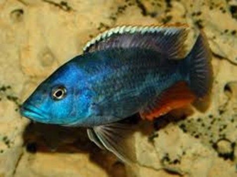 NIMBOCHROMIS LIVINGSTONII NIMBOCHROMIS LIVINGSTONII