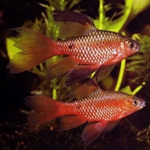 Barbus rosé Pethia (Puntius) conchonius Barbus rosé Pethia (Puntius) conchonius