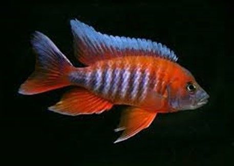 Aulonocara jacobfreibergi Aulonocara jacobfreibergi