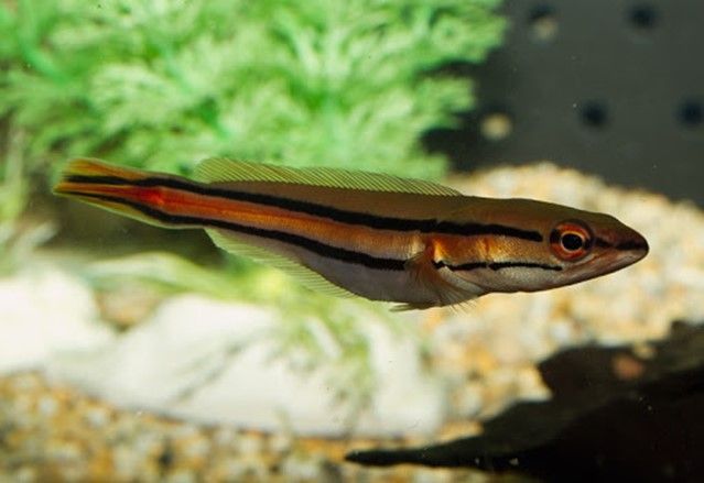 CHANNA MICROPELTES CHANNA MICROPELTES