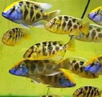 NIMBOCHROMIS VENUSTUS HAPLO - LEOPARD NIMBOCHROMIS VENUSTUS HAPLO - LEOPARD