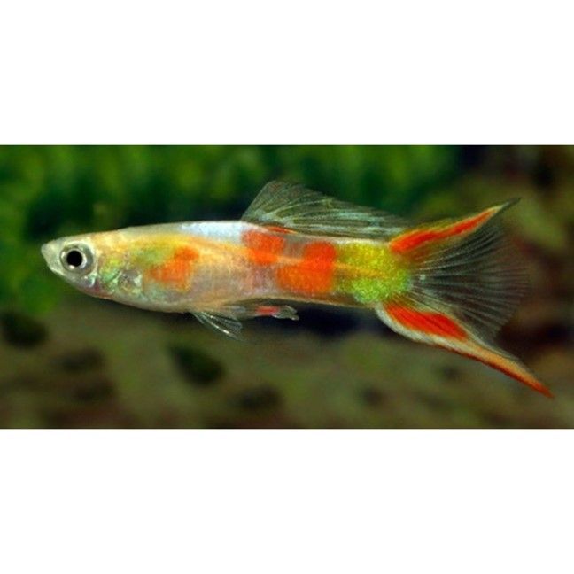 guppy Endler Poecilia wingei guppy Endler Poecilia wingei