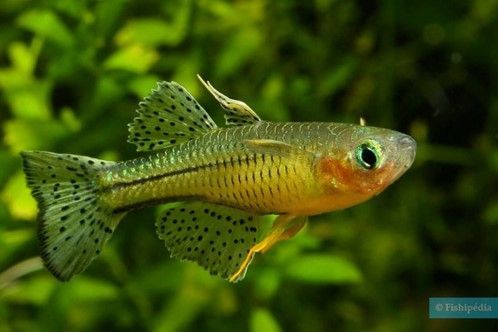 Pseudomugil gertrudae Pseudomugil gertrudae