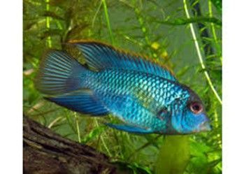 ANDINOACARA PULCHER ELECTRIC BLUE (acara bleu) ANDINOACARA PULCHER ELECTRIC BLUE (acara bleu)