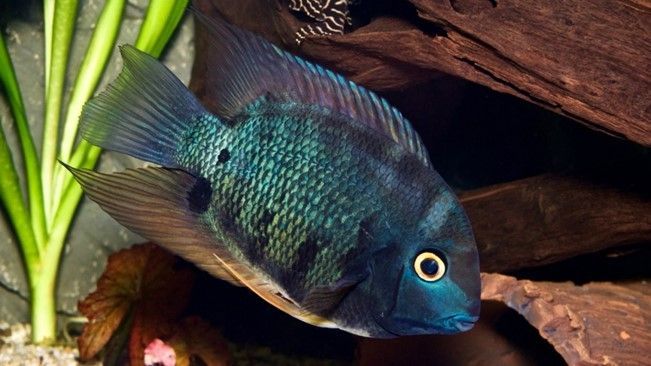 HEROS EFASCIATUS HEROS EFASCIATUS