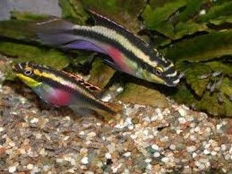 PELVICACHROMIS KRIBENSIS PELVICACHROMIS KRIBENSIS