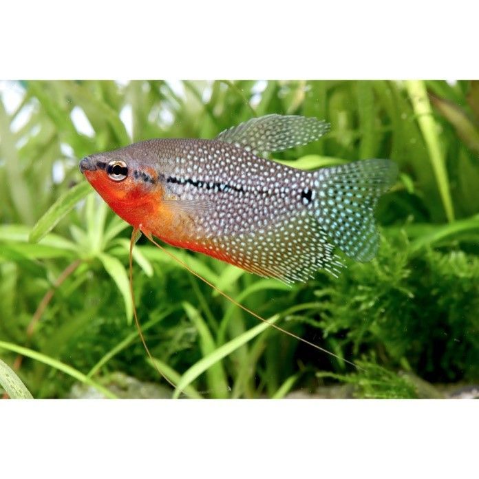 Trichogaster leerii-Gourami leerii  Trichogaster leerii-Gourami leerii