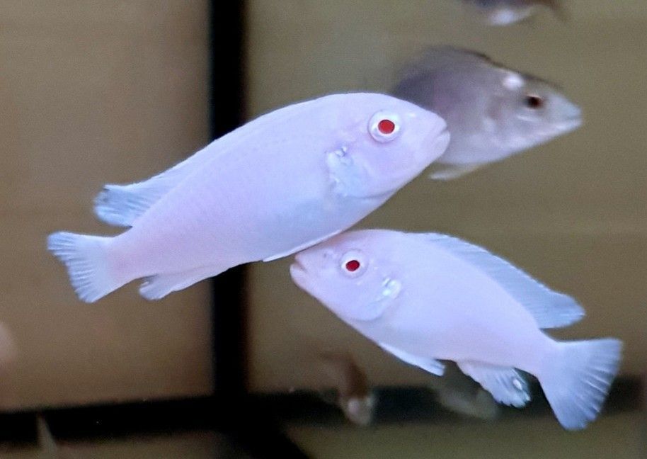 PSEUDOTROPHEUS SOCOLOFI  ALBINOS PSEUDOTROPHEUS SOCOLOFI
ALBINOS