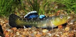 CHLAMYDOGOBIUS EREMIUS CHLAMYDOGOBIUS EREMIUS