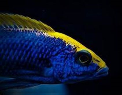 Othopharynx Lithobates Othopharynx Lithobates