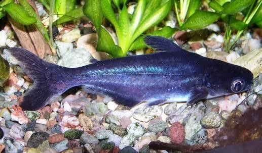 REQUIN SIAMOIS ou SILURE REQUIN REQUIN SIAMOIS ou SILURE REQUIN