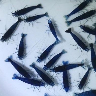 CREVETTE NEOCARIDINA HETEROPODA BLUE VELVET CREVETTE NEOCARIDINA HETEROPODA BLUE VELVET