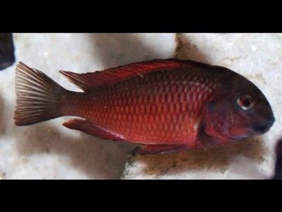 Tropheus Moorïï Red Moliro Tropheus Moorïï Red Moliro
