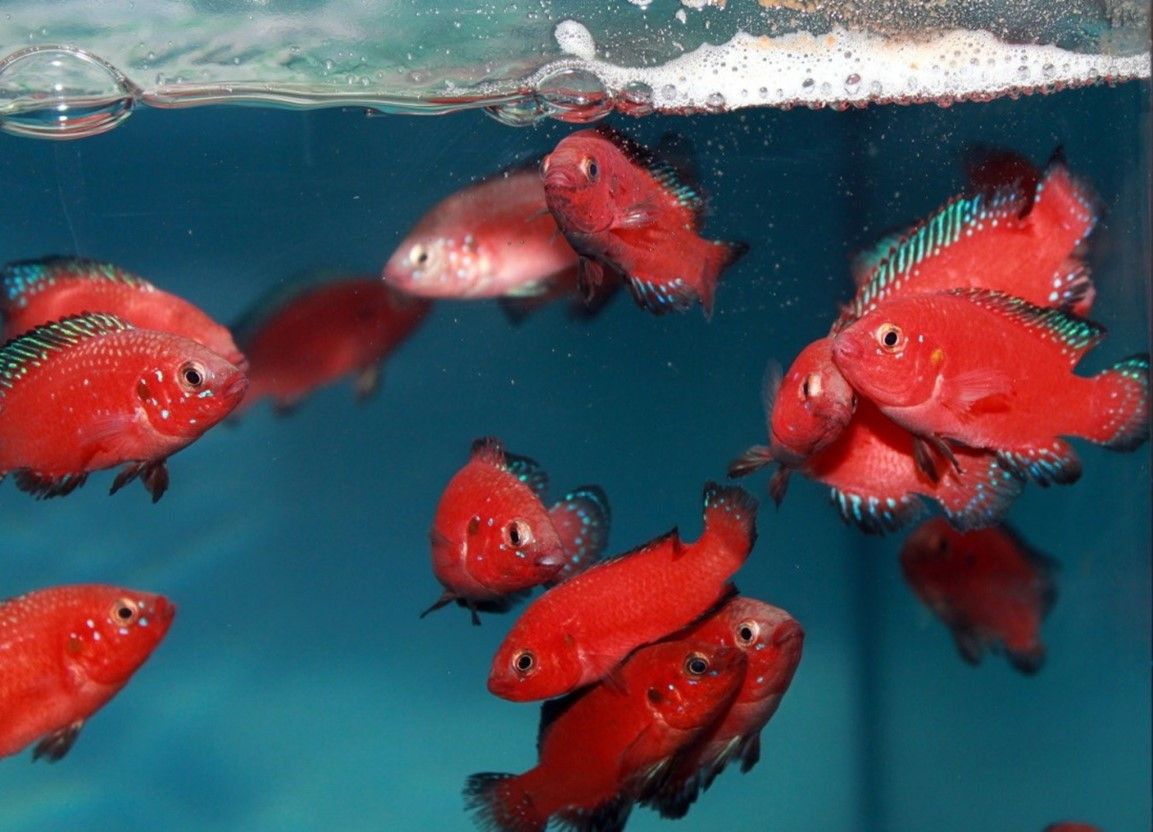 RUBRICATOCHROMIS EXSUL EX.HEMICHROMIS « Joyau Rouge Lac Turkana » RUBRICATOCHROMIS EXSUL
EX.HEMICHROMIS
« Joyau Rouge Lac Turkana »