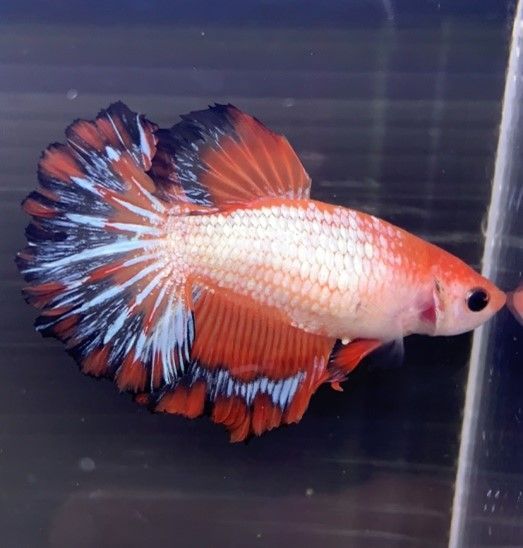 COMBATTANT FEMELLE « Betta Splendens ou poisson du Siam » COMBATTANT FEMELLE
« Betta Splendens ou poisson du Siam »