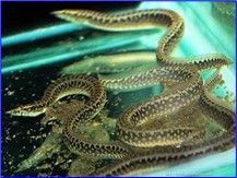 Mastacembelus frenatus