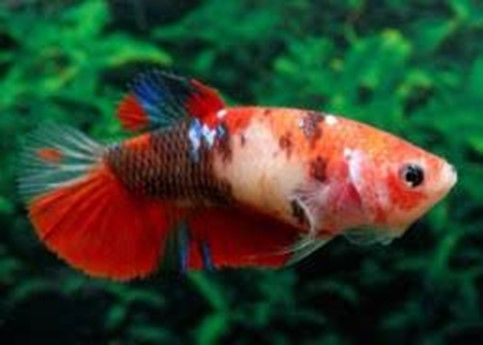 Tanichthys Albonubes Golden White Cloud Tanichthys Albonubes Golden White Cloud