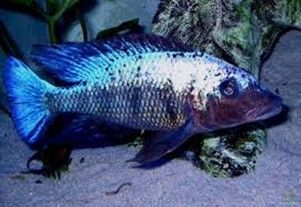 FOSSOROCHROMIS ROSTRATUS FOSSOROCHROMIS ROSTRATUS