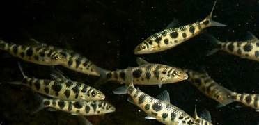 LEPORINUS MACULATUS LEPORINUS MACULATUS