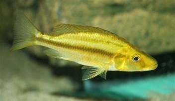 DIMIDIOCHROMIS COMPRESSICEPS DIMIDIOCHROMIS COMPRESSICEPS
