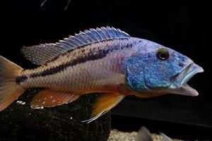 Aristochromis christyi Aristochromis christyi