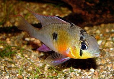 TMIKROGEOPHAGUS ALTISPINOSUS TMIKROGEOPHAGUS ALTISPINOSUS