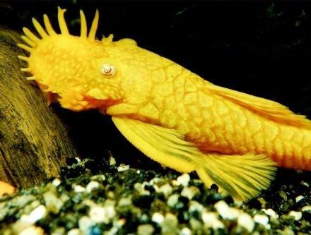 ANCISTRUS THEMMINCKII  SILLURE BLEU ANCISTRUS THEMMINCKII
SILLURE BLEU