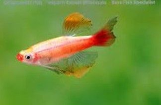 Tanichthys Albonubes Golden White Cloud Tanichthys Albonubes Golden White Cloud