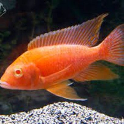 Aulonocara Hybrid sp. Strawberry Red Eyes Aulonocara Hybrid sp. Strawberry Red Eyes