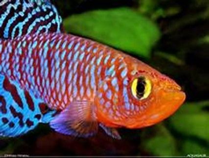 KILLI ARC EN CIEL « Nothobranchius Rachovïï » KILLI ARC EN CIEL
« Nothobranchius Rachovïï »