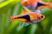 RASBORA ARLEQUIN RASBORA ARLEQUIN