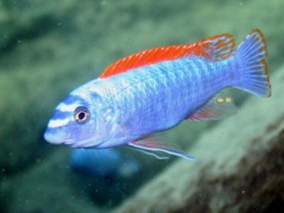 LABEOTROPHEUS TREWAVASAE CHILUMBA  « cichlidé à dorsale rouge » LABEOTROPHEUS TREWAVASAE CHILUMBA
« cichlidé à dorsale rouge »