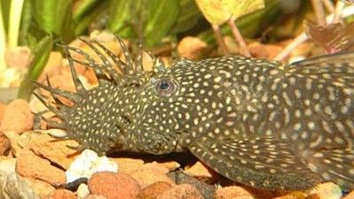 ANCISTRUS THEMMINCKII SILLURE BLEU ANCISTRUS THEMMINCKII
SILLURE BLEU