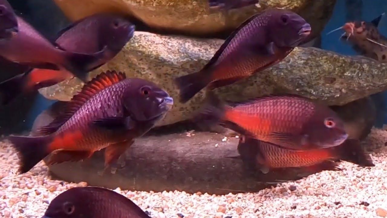 Tropheus Moorïï Red Moliro Tropheus Moorïï Red Moliro