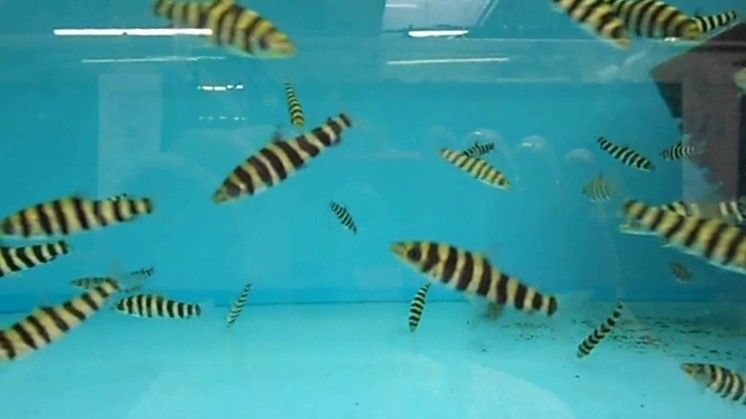 LEPORINUS AFFINIS LEPORINUS AFFINIS