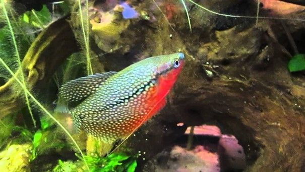 Trichogaster leerii-Gourami leerii Trichogaster leerii-Gourami leerii