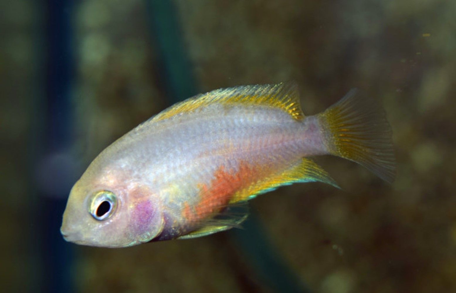 Cichlasoma Nigrofasciatum gold Amatitlania nigrofasciata Cichlasoma Nigrofasciatum gold
Amatitlania nigrofasciata