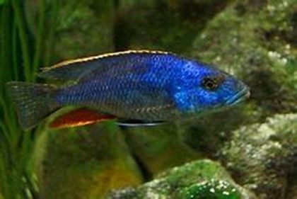 NIMBOCHROMIS POLYSTIGMA NIMBOCHROMIS POLYSTIGMA