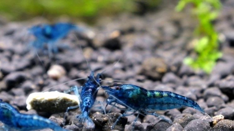 CREVETTE NEOCARIDINA HETEROPODA BLUE VELVET CREVETTE NEOCARIDINA HETEROPODA BLUE VELVET