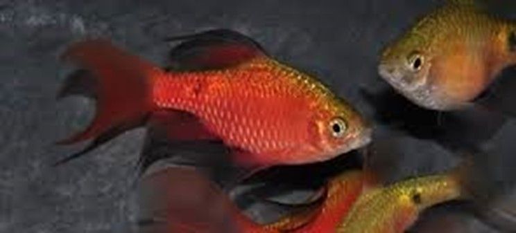 Barbus rosé Pethia (Puntius) conchonius Barbus rosé Pethia (Puntius) conchonius